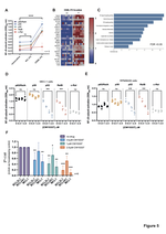 Targeting the Non-Canonical NF-κB Pathway in Chronic Lymphocytic Leukemia and Multiple Myeloma