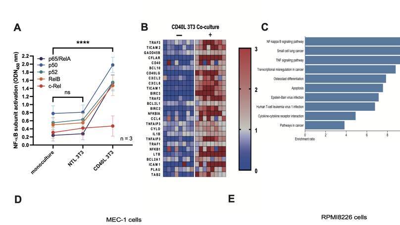 Targeting the Non-Canonical NF-κB Pathway in Chronic Lymphocytic Leukemia and Multiple Myeloma